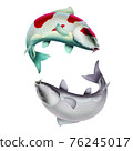 Yin Yang Carp white red fish (koi) realism isolate illustration. Fishing for big carp, feeder fishing, carp fishing. 76245017