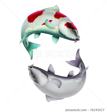Yin Yang Carp white red fish (koi) realism isolate illustration. Fishing for big carp, feeder fishing, carp fishing. Yin Yang Carp white red fish (koi) realism isolate illustration. Fishing for big carp, feeder fishing, carp fishing. 76245017