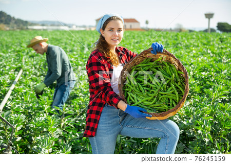 Female farmer collecting beans in a basket on field Female farmer collecting beans in a basket on field 76245159