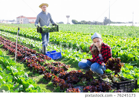 Two farmers harvest crop of red salad on field 76245173