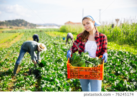 Female gardener with box of freshly harvested spinach on field Female gardener with box of freshly harvested spinach on field 76245174