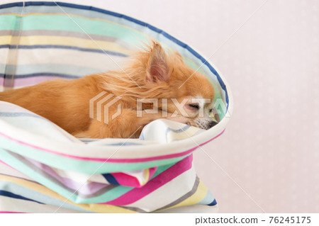 睡覺的吉娃娃 76245175