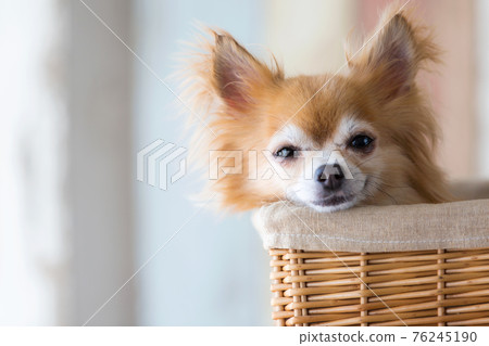 Chihuahua in the basket Chihuahua in the basket 76245190
