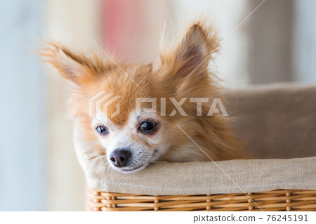 Chihuahua in the basket Chihuahua in the basket 76245191