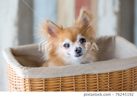 Chihuahua in the basket Chihuahua in the basket 76245192