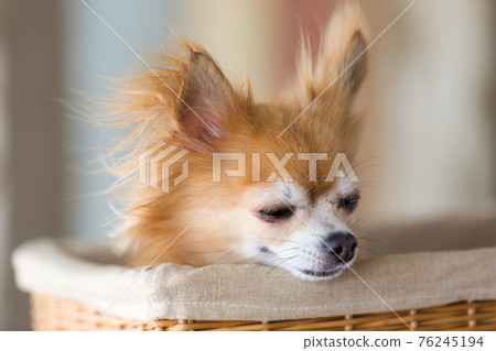 Chihuahua in the basket Chihuahua in the basket 76245194
