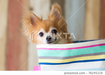 Chihuahua in your favorite laundry bag 76245219