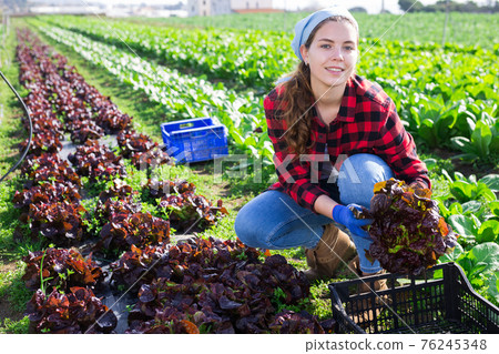 Woman farmer gathering harvest of organic red lettuce 76245348