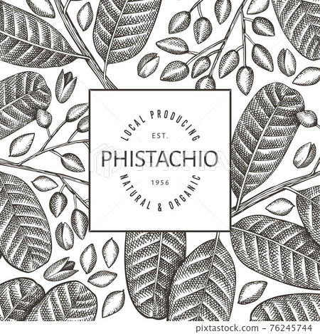 Hand drawn phistachio branch and kernels design template. Organic food vector illustration on white background. Retro nut illustration. Engraved style botanical banner. 76245744