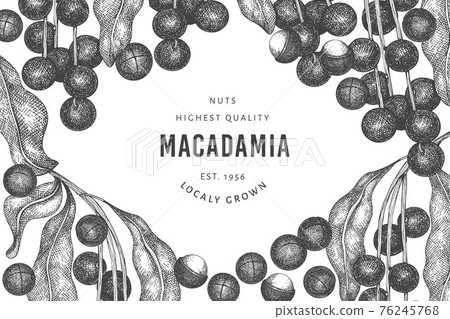 Hand drawn macadamia branch and kernels design template. Organic food vector illustration on white background. Retro nut illustration. Engraved style botanical banner. 76245768
