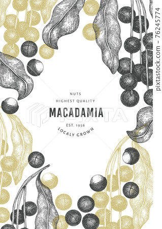 Hand drawn macadamia branch and kernels design template. Organic food vector illustration on white background. Retro nut illustration. Engraved style botanical banner. 76245774