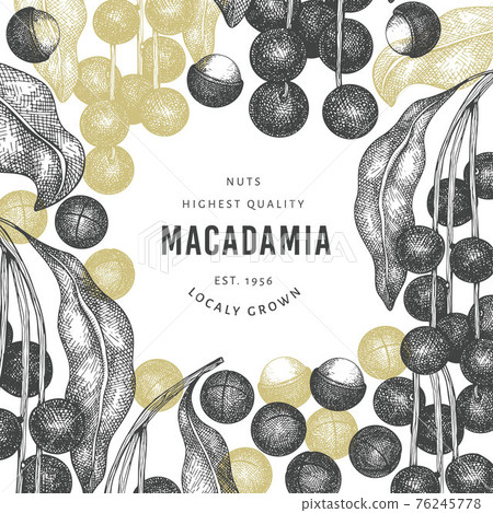 Hand drawn macadamia branch and kernels design template. Organic food vector illustration on white background. Retro nut illustration. Engraved style botanical banner. 76245778