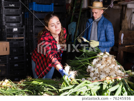 Couple of farmers peeling and sorting freshly harvested green onions 76245936