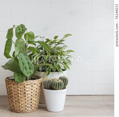 Houseplants on the table Houseplants on the table 76246015