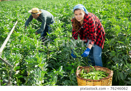 Couple of male and female workers harvest crop of soybean Couple of male and female workers harvest crop of soybean 76246062