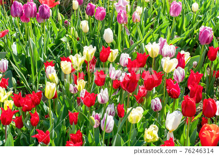 A composition of tulips of different colors and spring flowers. Perfect shot for botany, growth, nature. 76246314