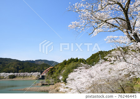 Sakura Sata (Kozagawa Town, Wakayama Prefecture) 76246445