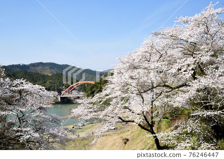 Sakura Sata（和歌山縣小座川町） 76246447