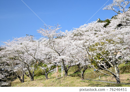 Sakura Sata (Kozagawa Town, Wakayama Prefecture) 76246451