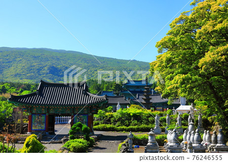 Jeju, Buddhism, temple, Gwaneumsa, Seondeoksa, Beopseongsa, Beophwasa, Seonlimsa, cherry blossoms, spring flowers, spring, lanterns, Hanok, Buddha's birthday 76246555