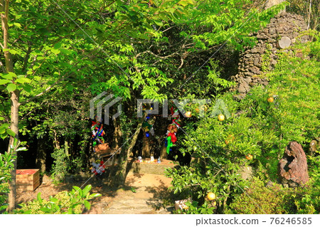 Jeju, Buddhism, temple, Gwaneumsa, Seondeoksa, Beopseongsa, Beophwasa, Seonlimsa, cherry blossoms, spring flowers, spring, lanterns, Hanok, Buddha's birthday 76246585