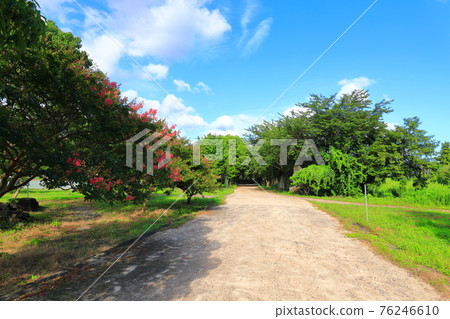 Jeju, Buddhism, temple, Gwaneumsa, Seondeoksa, Beopseongsa, Beophwasa, Seonlimsa, cherry blossoms, spring flowers, spring, lanterns, Hanok, Buddha's birthday 76246610