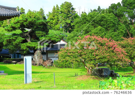 Jeju, Buddhism, temple, Gwaneumsa, Seondeoksa, Beopseongsa, Beophwasa, Seonlimsa, cherry blossoms, spring flowers, spring, lanterns, Hanok, Buddha's birthday 76246636