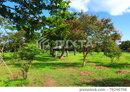 Jeju, Buddhism, temple, Gwaneumsa, Namgukseo, Beopseongsa, Beophwasa, Seonlimsa, cherry blossoms, flowers, spring, lanterns, Hanok, Buddha's birthday 76246706