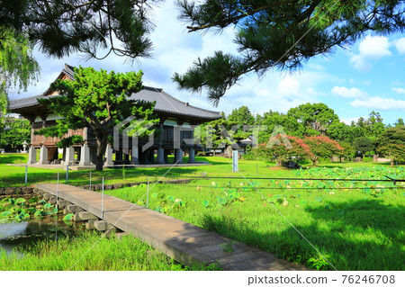 Jeju, Buddhism, temple, Gwaneumsa, Namgukseo, Beopseongsa, Beophwasa, Seonlimsa, cherry blossoms, flowers, spring, lanterns, Hanok, Buddha's birthday Jeju, Buddhism, temple, Gwaneumsa, Namgukseo, Beopseongsa, Beophwasa, Seonlimsa, cherry blossoms, flowers, spring, lanterns, Hanok, Buddha's birthday 76246708