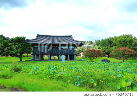 Jeju, Buddhism, temple, Gwaneumsa, Namgukseo, Beopseongsa, Beophwasa, Seonlimsa, cherry blossoms, flowers, spring, lanterns, Hanok, Buddha's birthday 76246715