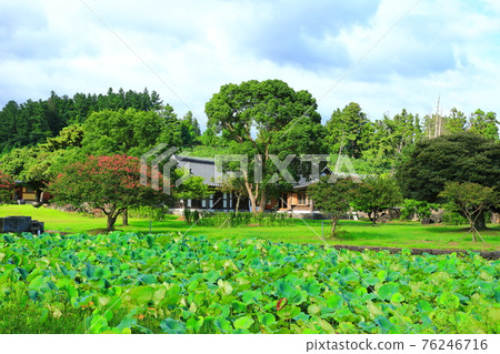 Jeju, Buddhism, temple, Gwaneumsa, Namgukseo, Beopseongsa, Beophwasa, Seonlimsa, cherry blossoms, flowers, spring, lanterns, Hanok, Buddha's birthday Jeju, Buddhism, temple, Gwaneumsa, Namgukseo, Beopseongsa, Beophwasa, Seonlimsa, cherry blossoms, flowers, spring, lanterns, Hanok, Buddha's birthday 76246716
