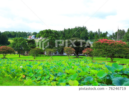 濟州島, 佛教, 寺廟, 觀音寺, 南國西, 法聖寺, 法華寺, 仙林寺, 櫻花, 鮮花, 春天, 蓮花燈, 韓屋, 佛誕 76246719