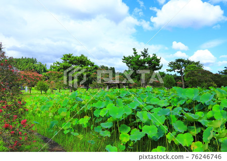 Jeju, Buddhism, temple, Gwaneumsa, Namgukseo, Beopseongsa, Beophwasa, Seonlimsa, cherry blossoms, flowers, spring, lanterns, Hanok, Buddha's birthday 76246746