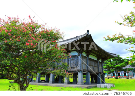 Jeju, Buddhism, temple, Gwaneumsa, Namgukseo, Beopseongsa, Beophwasa, Seonlimsa, cherry blossoms, flowers, spring, lanterns, Hanok, Buddha's birthday 76246766