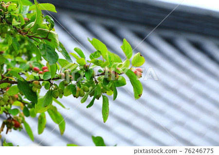 Jeju, Buddhism, temple, Gwaneumsa, Namgukseo, Beopseongsa, Beophwasa, Seonlimsa, cherry blossoms, flowers, spring, lanterns, Hanok, Buddha's birthday 76246775