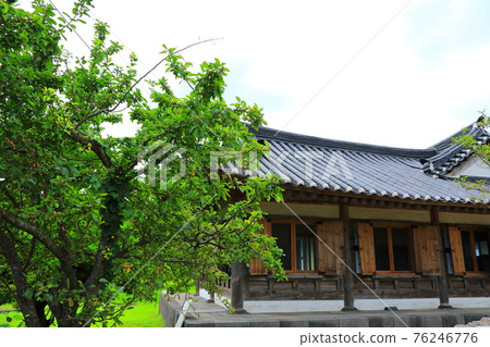 Jeju, Buddhism, temple, Gwaneumsa, Namgukseo, Beopseongsa, Beophwasa, Seonlimsa, cherry blossoms, flowers, spring, lanterns, Hanok, Buddha's birthday 76246776