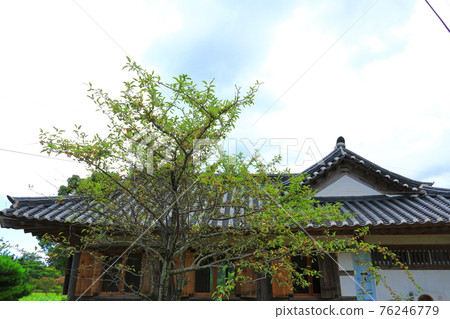 Jeju, Buddhism, temple, Gwaneumsa, Namgukseo, Beopseongsa, Beophwasa, Seonlimsa, cherry blossoms, flowers, spring, lanterns, Hanok, Buddha's birthday Jeju, Buddhism, temple, Gwaneumsa, Namgukseo, Beopseongsa, Beophwasa, Seonlimsa, cherry blossoms, flowers, spring, lanterns, Hanok, Buddha's birthday 76246779