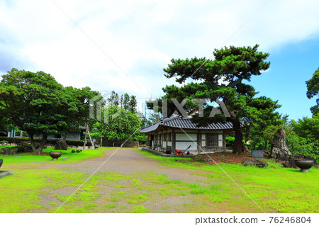 Jeju, Buddhism, temple, Gwaneumsa, Namgukseo, Beopseongsa, Beophwasa, Seonlimsa, cherry blossoms, flowers, spring, lanterns, Hanok, Buddha's birthday 76246804