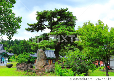 Jeju, Buddhism, temple, Gwaneumsa, Namgukseo, Beopseongsa, Beophwasa, Seonlimsa, cherry blossoms, flowers, spring, lanterns, Hanok, Buddha's birthday 76246816