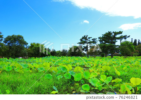 濟州島, 佛教, 寺廟, 觀音寺, 南國西, 法聖寺, 法華寺, 仙林寺, 櫻花, 鮮花, 春天, 蓮花燈, 韓屋, 佛誕 濟州島, 佛教, 寺廟, 觀音寺, 南國西, 法聖寺, 法華寺, 仙林寺, 櫻花, 鮮花, 春天, 蓮花燈, 韓屋, 佛誕 76246821