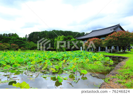 濟州島, 佛教, 寺廟, 觀音寺, 南國西, 法聖寺, 法華寺, 仙林寺, 櫻花, 鮮花, 春天, 蓮花燈, 韓屋, 佛誕 76246824