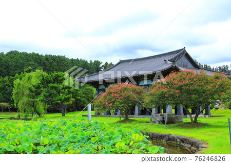 濟州島, 佛教, 寺廟, 觀音寺, 南國西, 法聖寺, 法華寺, 仙林寺, 櫻花, 鮮花, 春天, 蓮花燈, 韓屋, 佛誕 76246826