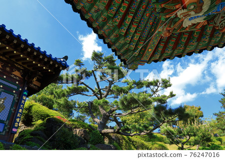 Jeju, Buddhism, temple, Gwaneumsa, Cheonwasa, Guamgulsa, Buddha statue, Sakyamuni, cherry blossoms, spring, lanterns, Hanok, Sakyamuni's birthday Jeju, Buddhism, temple, Gwaneumsa, Cheonwasa, Guamgulsa, Buddha statue, Sakyamuni, cherry blossoms, spring, lanterns, Hanok, Sakyamuni's birthday 76247016