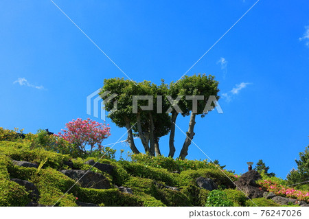 濟州島, 佛教, 寺廟, 觀音寺, 天華寺, 觀佛寺, 佛像, 釋迦牟尼, 櫻花, 春天, 蓮花燈, 韓屋, 釋迦牟尼誕辰 濟州島, 佛教, 寺廟, 觀音寺, 天華寺, 觀佛寺, 佛像, 釋迦牟尼, 櫻花, 春天, 蓮花燈, 韓屋, 釋迦牟尼誕辰 76247026