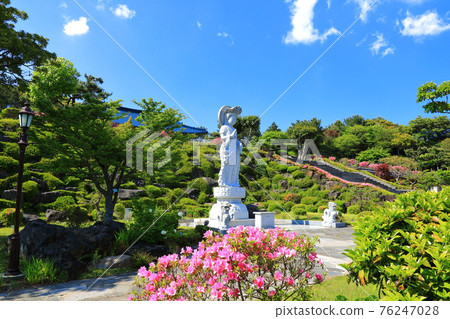 濟州島, 佛教, 寺廟, 觀音寺, 天華寺, 觀佛寺, 佛像, 釋迦牟尼, 櫻花, 春天, 蓮花燈, 韓屋, 釋迦牟尼誕辰 76247028