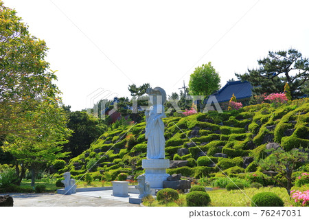 濟州島, 佛教, 寺廟, 觀音寺, 天華寺, 觀佛寺, 佛像, 釋迦牟尼, 櫻花, 春天, 蓮花燈, 韓屋, 釋迦牟尼誕辰 濟州島, 佛教, 寺廟, 觀音寺, 天華寺, 觀佛寺, 佛像, 釋迦牟尼, 櫻花, 春天, 蓮花燈, 韓屋, 釋迦牟尼誕辰 76247031