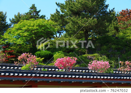 Jeju, Buddhism, temple, Gwaneumsa, Cheonwasa, Guamgulsa, Buddha statue, Sakyamuni, cherry blossoms, spring, lanterns, Hanok, Sakyamuni's birthday 76247032