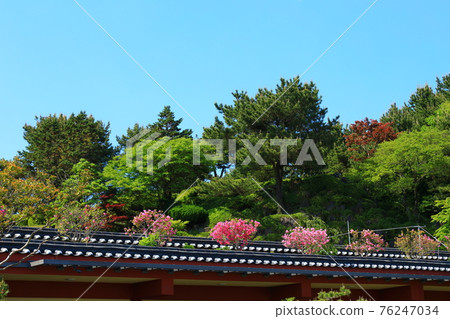 Jeju, Buddhism, temple, Gwaneumsa, Cheonwasa, Guamgulsa, Buddha statue, Sakyamuni, cherry blossoms, spring, lanterns, Hanok, Sakyamuni's birthday Jeju, Buddhism, temple, Gwaneumsa, Cheonwasa, Guamgulsa, Buddha statue, Sakyamuni, cherry blossoms, spring, lanterns, Hanok, Sakyamuni's birthday 76247034