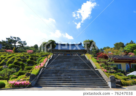 濟州島, 佛教, 寺廟, 觀音寺, 天華寺, 觀佛寺, 佛像, 釋迦牟尼, 櫻花, 春天, 蓮花燈, 韓屋, 釋迦牟尼誕辰 濟州島, 佛教, 寺廟, 觀音寺, 天華寺, 觀佛寺, 佛像, 釋迦牟尼, 櫻花, 春天, 蓮花燈, 韓屋, 釋迦牟尼誕辰 76247038
