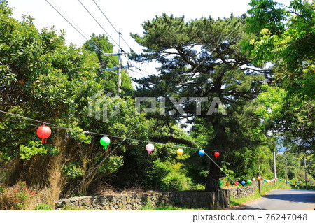 濟州島, 佛教, 寺廟, 觀音寺, 天華寺, 觀佛寺, 佛像, 釋迦牟尼, 櫻花, 春天, 蓮花燈, 韓屋, 釋迦牟尼誕辰 濟州島, 佛教, 寺廟, 觀音寺, 天華寺, 觀佛寺, 佛像, 釋迦牟尼, 櫻花, 春天, 蓮花燈, 韓屋, 釋迦牟尼誕辰 76247048